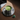 Funky Matcha