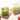 Matcha Strawberry Latte Powder